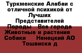 Туркменские Алабаи с отличной психикой от Лучших Представителей Породы - Все города Животные и растения » Собаки   . Ненецкий АО,Тошвиска д.